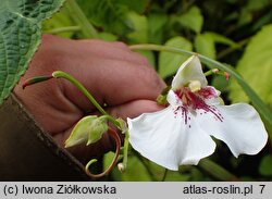 Impatiens tinctoria (niecierpek barwierski)