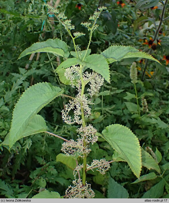 Laportea canadensis