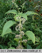 Laportea canadensis