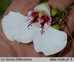 Impatiens tinctoria (niecierpek barwierski)