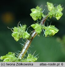 Laportea canadensis