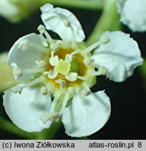 Prunus serotina ssp. salicifolia (czeremcha późna kapulinka)