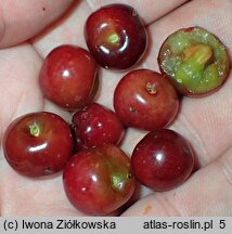 Prunus serotina ssp. salicifolia (czeremcha późna kapulinka)