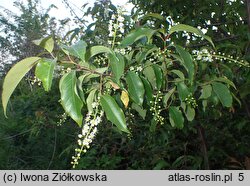 Prunus serotina ssp. salicifolia (czeremcha późna kapulinka)