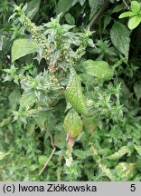 Parietaria officinalis (parietaria lekarska)