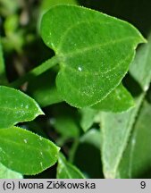 Rubia cordifolia (marzana sercolistna)