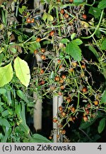 Rubia cordifolia (marzana sercolistna)