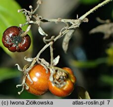 Rubia cordifolia (marzana sercolistna)