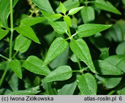 Rubia cordifolia (marzana sercolistna)