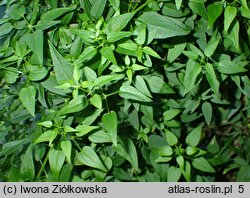 Rubia cordifolia (marzana sercolistna)