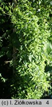 Rubia cordifolia (marzana sercolistna)