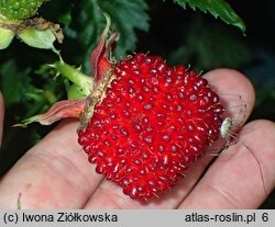 Rubus illecebrosus (jeżyna (malina) ponętna)