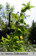 Urtica pilulifera (pokrzywa kuleczkowata)