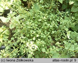 Urtica circularis