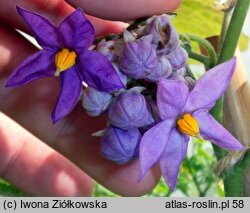Solanum corymbiflorum