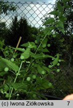 Urtica pilulifera (pokrzywa kuleczkowata)