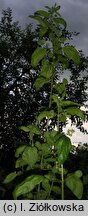 Urtica pilulifera (pokrzywa kuleczkowata)