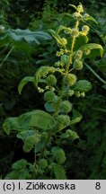 Urtica pilulifera (pokrzywa kuleczkowata)