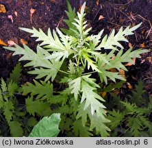 Urtica cannabina (pokrzywa konopiolistna)