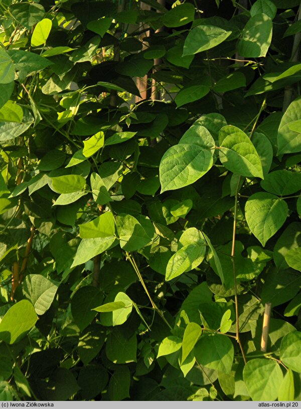 Phaseolus polystachios