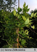 Apios fortunei