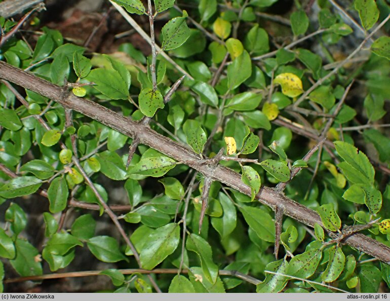 Sageretia paucicostata