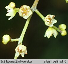 Sageretia paucicostata