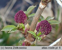 Sambucus williamsii