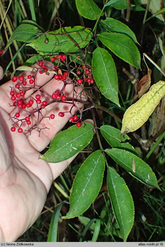 Sambucus williamsii