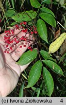 Sambucus williamsii
