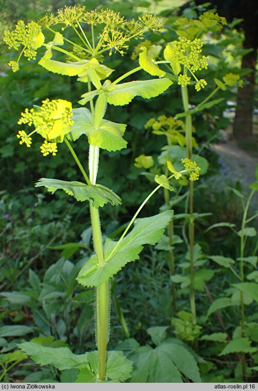 Smyrnium perfoliatum