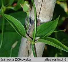 Stemona japonica