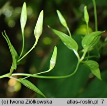 Stemona japonica