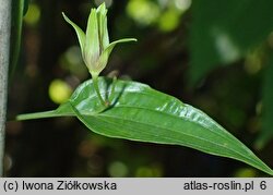 Stemona japonica