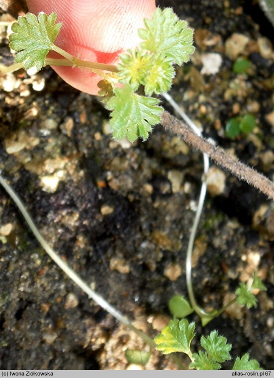 Urtica flabellata