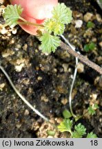 Urtica flabellata