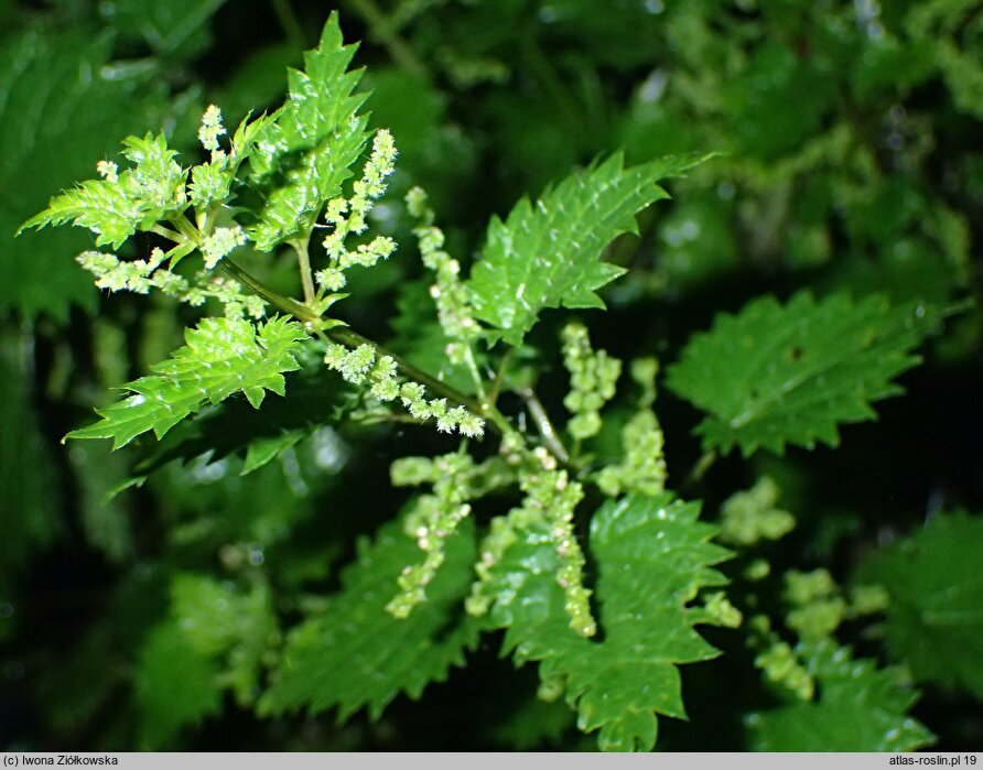 Urtica atrovirens