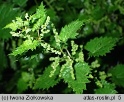 Urtica atrovirens