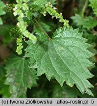 Urtica atrovirens