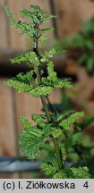 Urtica atrovirens