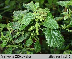 Urtica atrovirens