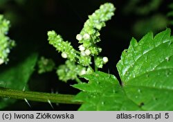 Urtica atrovirens