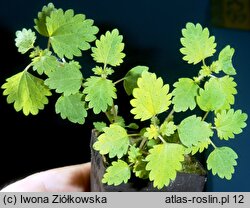 Urtica circularis