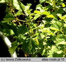 Urtica circularis