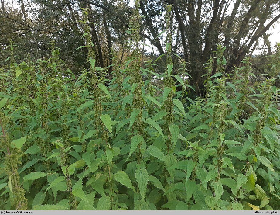 Urtica galeopsifolia (pokrzywa poziewnikolistna)