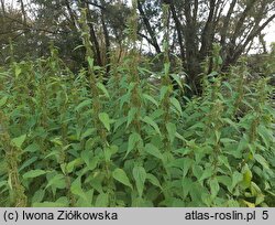 Urtica galeopsifolia (pokrzywa poziewnikolistna)