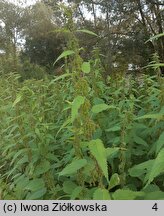 Urtica galeopsifolia (pokrzywa poziewnikolistna)