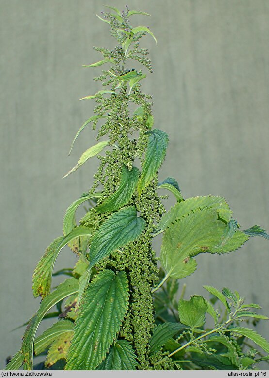 Urtica gracilis