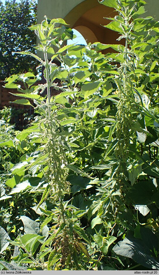 Urtica holosericea