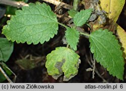 Urtica holosericea